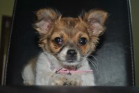 Healey "Chihuahua" <3